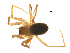  ( - BIOUG51612-D08)  @11 [ ] CreativeCommons - Attribution (2021) Unspecified Centre for Biodiversity Genomics