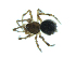  ( - BIOUG07163-H10)  @11 [ ] CreativeCommons - Attribution (2013) G. Blagoev Centre for Biodiversity Genomics