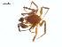  ( - CCDB-29007-C03)  @11 [ ] CreativeCommons - Attribution (2015) G. Blagoev Centre for Biodiversity Genomics
