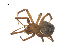  ( - CCDB-28546-H11)  @11 [ ] CreativeCommons - Attribution (2015) G. Blagoev Centre for Biodiversity Genomics