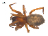  ( - CCDB-28549-F11)  @13 [ ] CreativeCommons - Attribution (2015) G. Blagoev Centre for Biodiversity Genomics