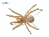  (Pholcophora - CCDB-28549-H09)  @14 [ ] CreativeCommons - Attribution (2015) G. Blagoev Centre for Biodiversity Genomics