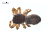  ( - CCDB-28550-A12)  @12 [ ] CreativeCommons - Attribution (2015) G. Blagoev Centre for Biodiversity Genomics