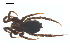  ( - CCDB-28550-E03)  @11 [ ] CreativeCommons - Attribution (2015) G. Blagoev Centre for Biodiversity Genomics