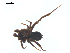  ( - CCDB-28550-E07)  @11 [ ] CreativeCommons - Attribution (2015) G. Blagoev Centre for Biodiversity Genomics