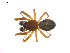  (Grammonota pictilis - CCDB-28552-F09)  @11 [ ] CreativeCommons - Attribution (2015) G. Blagoev Centre for Biodiversity Genomics