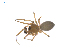  ( - CCDB-28948-G09)  @13 [ ] CreativeCommons - Attribution (2015) G. Blagoev Centre for Biodiversity Genomics