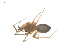  ( - CCDB-28948-G10)  @13 [ ] CreativeCommons - Attribution (2015) G. Blagoev Centre for Biodiversity Genomics