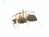  ( - CCDB-28948-G11)  @14 [ ] CreativeCommons - Attribution (2015) G. Blagoev Centre for Biodiversity Genomics