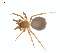  ( - CCDB-28948-H03)  @14 [ ] CreativeCommons - Attribution (2015) G. Blagoev Centre for Biodiversity Genomics