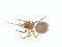  ( - CCDB-28948-H06)  @13 [ ] CreativeCommons - Attribution (2015) G. Blagoev Centre for Biodiversity Genomics