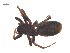  ( - CCDB-29005-B12)  @11 [ ] CreativeCommons - Attribution (2015) G. Blagoev Centre for Biodiversity Genomics