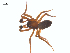  (Haplodrassus chamberlini - CCDB-29005-C08)  @11 [ ] CreativeCommons - Attribution (2015) G. Blagoev Centre for Biodiversity Genomics