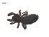  ( - CCDB-29005-C09)  @11 [ ] CreativeCommons - Attribution (2015) G. Blagoev Centre for Biodiversity Genomics