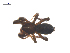  ( - CCDB-29005-C10)  @11 [ ] CreativeCommons - Attribution (2015) G. Blagoev Centre for Biodiversity Genomics