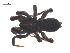  ( - CCDB-29005-C11)  @11 [ ] CreativeCommons - Attribution (2015) G. Blagoev Centre for Biodiversity Genomics