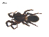  ( - CCDB-29005-C12)  @11 [ ] CreativeCommons - Attribution (2015) G. Blagoev Centre for Biodiversity Genomics