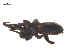  ( - CCDB-29005-D02)  @11 [ ] CreativeCommons - Attribution (2015) G. Blagoev Centre for Biodiversity Genomics