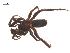  ( - CCDB-29005-D04)  @11 [ ] CreativeCommons - Attribution (2015) G. Blagoev Centre for Biodiversity Genomics
