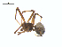  ( - CCDB-29005-G07)  @11 [ ] CreativeCommons - Attribution (2015) G. Blagoev Centre for Biodiversity Genomics