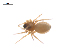  ( - CCDB-29006-C07)  @11 [ ] CreativeCommons - Attribution (2015) G. Blagoev Centre for Biodiversity Genomics