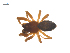  ( - CCDB-29006-C10)  @11 [ ] CreativeCommons - Attribution (2015) G. Blagoev Centre for Biodiversity Genomics