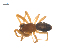  ( - CCDB-29006-C11)  @11 [ ] CreativeCommons - Attribution (2015) G. Blagoev Centre for Biodiversity Genomics