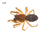  ( - CCDB-29006-C12)  @11 [ ] CreativeCommons - Attribution (2015) G. Blagoev Centre for Biodiversity Genomics