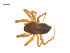  ( - CCDB-29006-D02)  @11 [ ] CreativeCommons - Attribution (2015) G. Blagoev Centre for Biodiversity Genomics