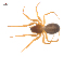  ( - CCDB-29006-D03)  @11 [ ] CreativeCommons - Attribution (2015) G. Blagoev Centre for Biodiversity Genomics