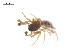  ( - CCDB-29006-D09)  @11 [ ] CreativeCommons - Attribution (2015) G. Blagoev Centre for Biodiversity Genomics