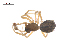  ( - CCDB-29006-D10)  @11 [ ] CreativeCommons - Attribution (2015) G. Blagoev Centre for Biodiversity Genomics