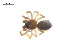  ( - CCDB-29006-D11)  @11 [ ] CreativeCommons - Attribution (2015) G. Blagoev Centre for Biodiversity Genomics