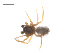 ( - CCDB-29006-E01)  @11 [ ] CreativeCommons - Attribution (2015) G. Blagoev Centre for Biodiversity Genomics