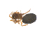  ( - CCDB-29006-G08)  @11 [ ] CreativeCommons - Attribution (2015) G. Blagoev Centre for Biodiversity Genomics