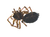 ( - CCDB-29006-H01)  @11 [ ] CreativeCommons - Attribution (2015) G. Blagoev Centre for Biodiversity Genomics
