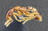  (Strumigenys beebei - C3PO_ANT_610)  @11 [ ] CC-BY-NC-ND (2024) Adrian Troya Escuela Politecnica Nacional