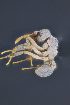  (Cyphomyrmex ACZ3361 - C3PO_ANT_1188)  @11 [ ] CC-BY-NC-ND (2024) Adrian Troya Escuela Politecnica Nacional