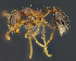  (Solenopsis aff. geminnata - C3PO_ANT_1646)  @11 [ ] CC-BY-NC-ND (2024) Adrian Troya Escuela Politecnica Nacional