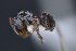  (Cyphomyrmex sp - MEPN-INV-39590)  @11 [ ] CC-BY-NC-ND (2024) Adrian Troya Escuela Politecnica Nacional