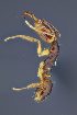  (Anochetus targionii - C3PO_ANT_1183)  @11 [ ] CC-BY-NC-ND (2024) Adrian Troya Escuela Politécnica Nacional
