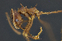  (Atta EC01 cephalotes - C3PO_ANT_273)  @11 [ ] CC-BY-NC-ND (2024) Adrian Troya Escuela Politecnica Nacional