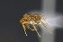  (Cyphomyrmex ABU9022 - C3PO_ANT_1056)  @11 [ ] CC-BY-NC-ND (2024) Adrian Troya Escuela Politecnica Nacional