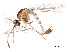  ( - BIOUG36528-G03)  @11 [ ] CreativeCommons - Attribution (2018) CBG Photography Group Centre for Biodiversity Genomics