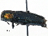  (Bilyaxia - BIOUG36532-E05)  @14 [ ] CreativeCommons - Attribution (2018) CBG Photography Group Centre for Biodiversity Genomics