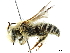  ( - BIOUG36791-C07)  @13 [ ] CreativeCommons - Attribution (2019) CBG Photography Group Centre for Biodiversity Genomics