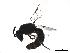  ( - BIOUG36793-B01)  @13 [ ] CreativeCommons - Attribution (2018) CBG Photography Group Centre for Biodiversity Genomics
