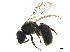  ( - BIOUG36793-E06)  @12 [ ] CreativeCommons - Attribution (2019) CBG Photography Group Centre for Biodiversity Genomics