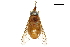  (Parosca - BIOUG36796-B09)  @14 [ ] CreativeCommons - Attribution (2018) CBG Photography Group Centre for Biodiversity Genomics