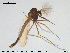  (Heterotrissocladius oliveri - GL69)  @13 [ ] CreativeCommons - Attribution Non-Commercial Share-Alike (2016) NTNU University Museum, Department of Natural History NTNU University Museum, Department of Natural History